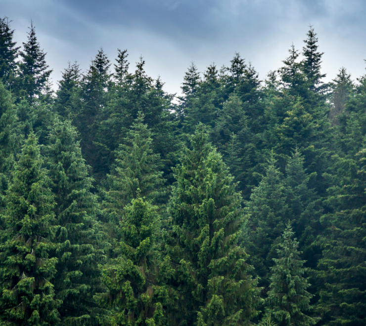 Evergreen treetops against a cloudy sky